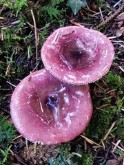 Russula queletii