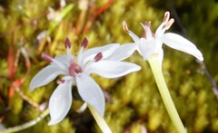 Burchardia multiflora