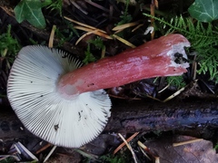 Russula queletii
