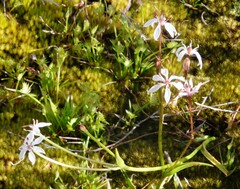 Burchardia multiflora