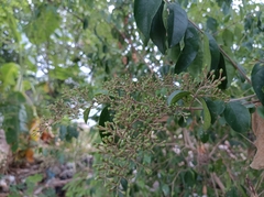 Ligustrum lucidum
