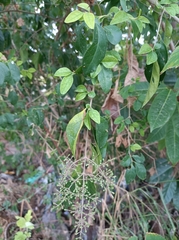 Ligustrum lucidum