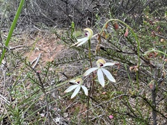 Caladenia cucullata