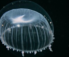 Aequorea