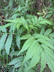 Sambucus gaudichaudiana
