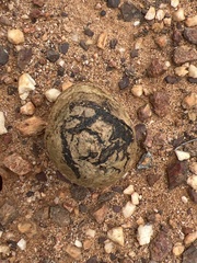 Pisolithus arhizus