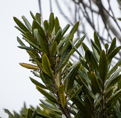 Elaeocarpus dentatus