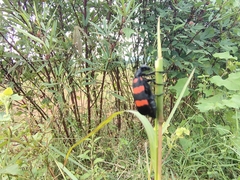 Hycleus biundulatus