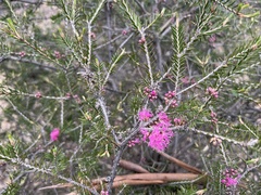 Melaleuca wilsonii