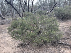 Melaleuca wilsonii