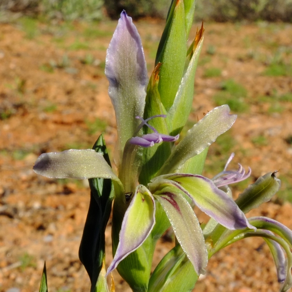 Babiana planifolia, Farm Brakputs, Namakwa, South Africa