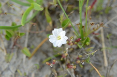 Falkia repens