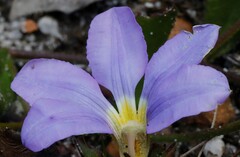Scaevola calliptera