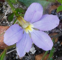 Scaevola calliptera