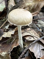 Collybiopsis peronata