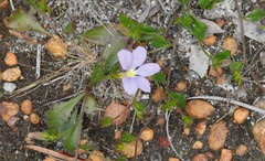Scaevola calliptera