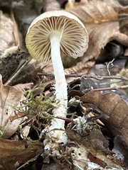 Collybiopsis peronata