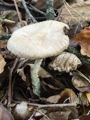 Collybiopsis peronata