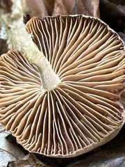 Collybiopsis peronata