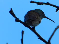 Saucerottia beryllina