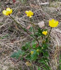 Ranunculus lappaceus