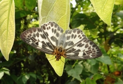 Abraximorpha davidii
