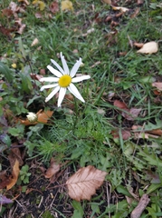 Tripleurospermum inodorum