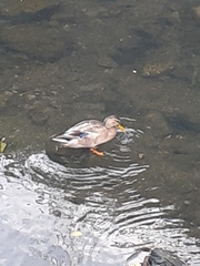 Anas platyrhynchos × zonorhyncha