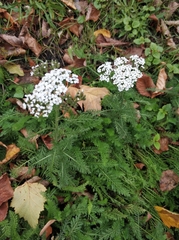 Achillea millefolium