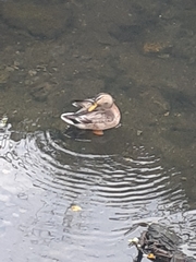 Anas platyrhynchos × zonorhyncha