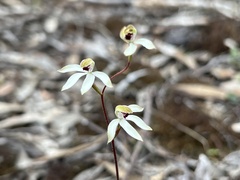 Caladenia cucullata