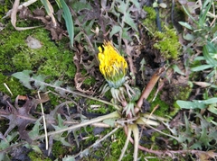 Taraxacum officinale