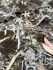 Caladenia cucullata