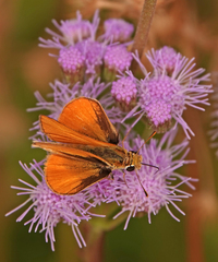 Copaeodes aurantiaca