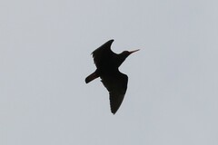 Haematopus fuliginosus