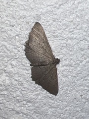 Rhoptria asperaria