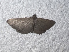 Rhoptria asperaria