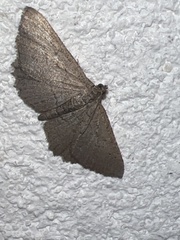 Rhoptria asperaria