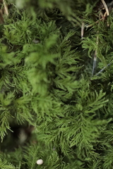 Thuidium tamariscinum