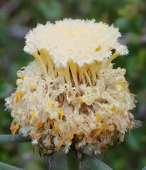 Isopogon sphaerocephalus