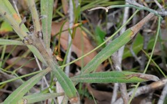 Isopogon sphaerocephalus