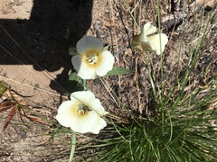 Calochortus subalpinus