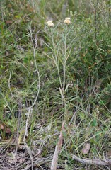 Isopogon sphaerocephalus