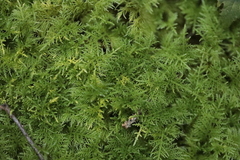 Thuidium tamariscinum