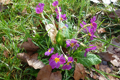 Primula vulgaris