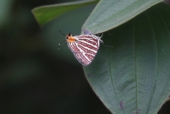 Cigaritis lohita