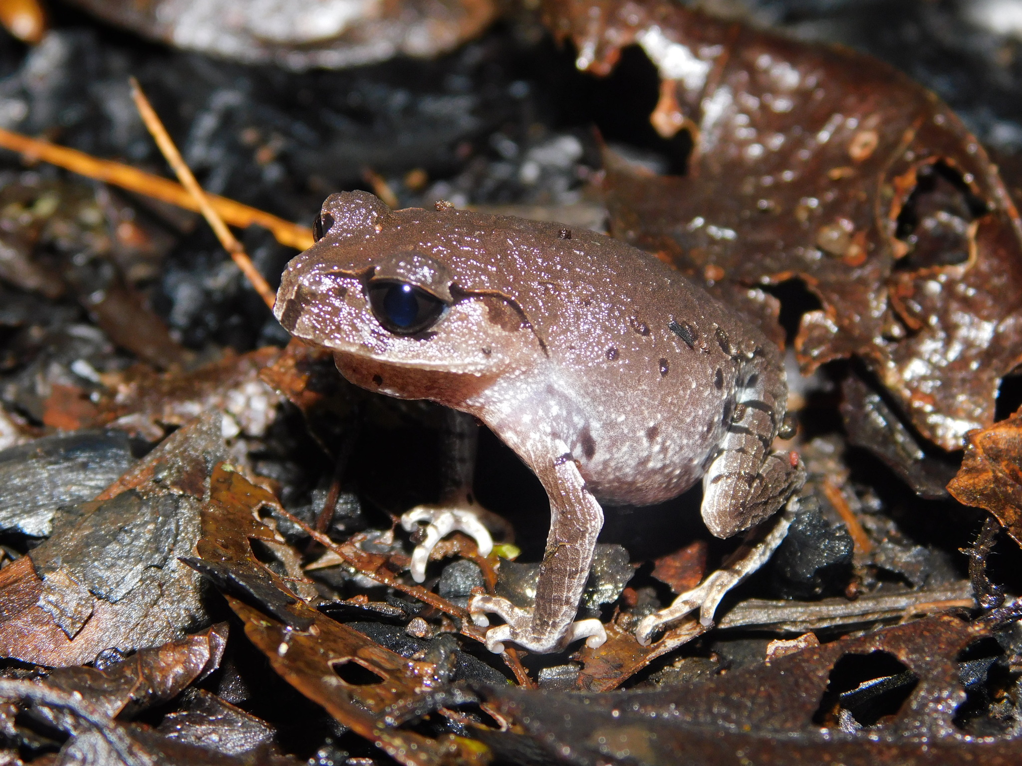 Leptobrachium hasseltii Tschudi, 1838