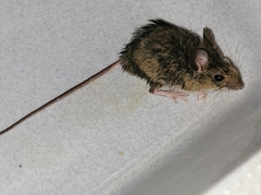 Apodemus sylvaticus
