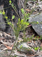 Acacia hispidula