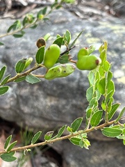 Acacia hispidula